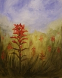 Indian-Paintbrush