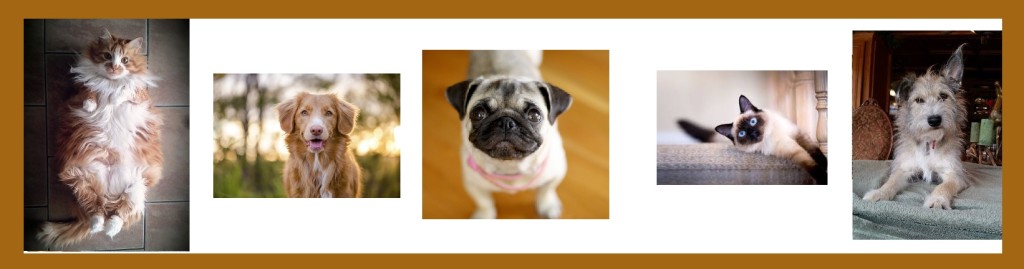 pets examps
